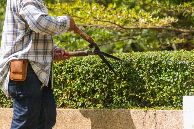 Garden Maintenance Dulwich, SE21